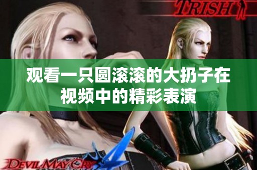 观看一只圆滚滚的大扔子在视频中的精彩表演